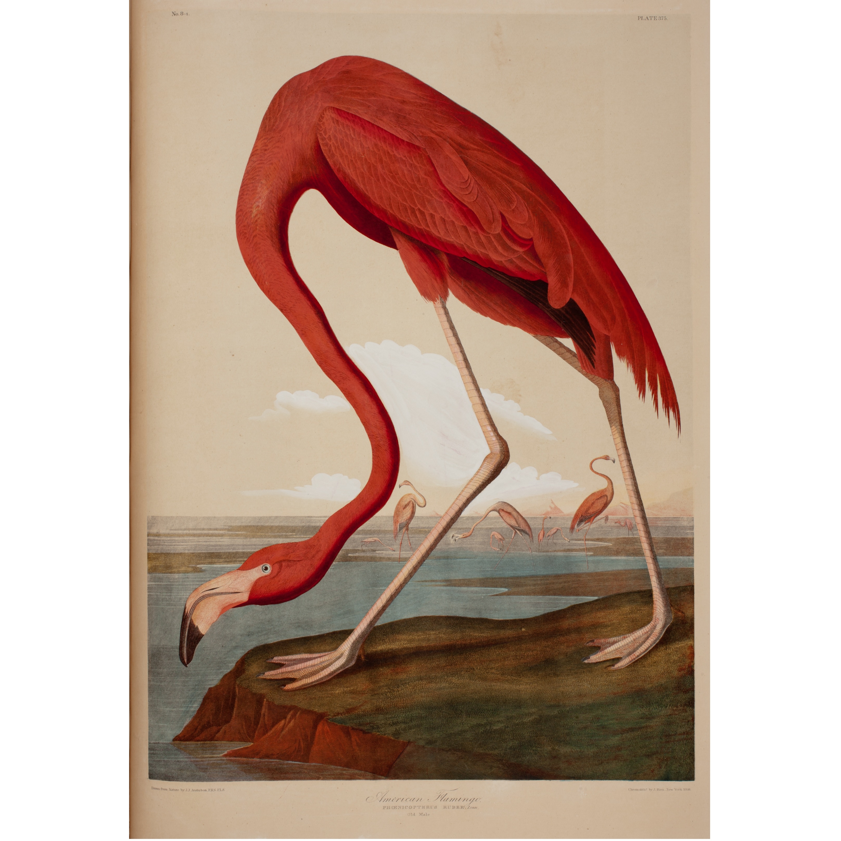 Flamingo_0053